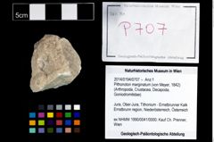 Foto (Objekt + Etikett) von Pithonoton marginatum (von Meyer, 1842)  (NHMW-GEO-2014-0194-0707)